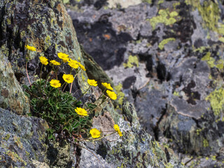 Mountain flowers postcard. Bush of yellow flower Silverweed (Potentilla arctica) grows from a stone.  Altai Mountains. Siberia.
