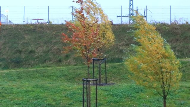 Regensburg, Bavaria, Germany, October 21, 2021: Extreme Wind And Weather Conditions. Autumn Trees Bending Due To High Speed Winds