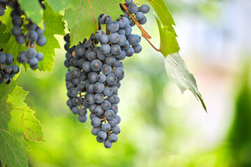 Blue grape branch growing in vine yard in autumn garden.
