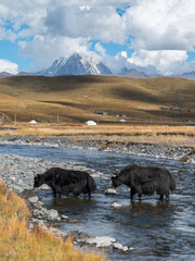 Yak crosses the river by stepping on the water