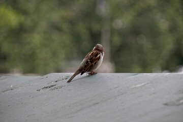 sparrow on the roof
