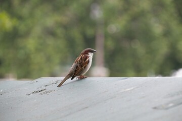 sparrow on the roof