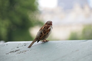 sparrow on the roof