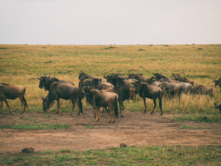 Vintage photography style of herd of Wildebeest, wild life in Maasai Mara National park, Kenya, selected focus.