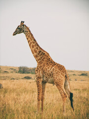 Naklejka na ściany i meble Vintage photography style of giraffe, wild life in Maasai Mara National park, Kenya, selected focus.