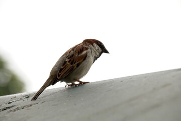 sparrow on the roof