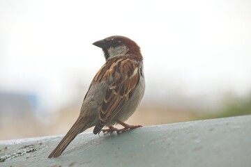 sparrow on the roof