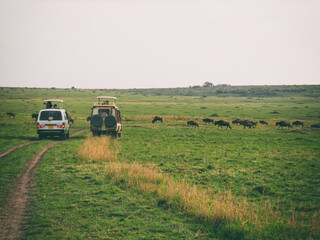 Vintage photography style of tourist's car and herd of wildebeest, wild life in Maasai Mara National park, Kenya, selected focus.