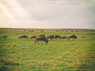 Vintage photography style herd of wildebeest, wild life in Maasai Mara National park, Kenya,...