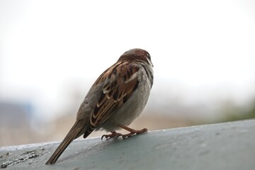 sparrow on the roof