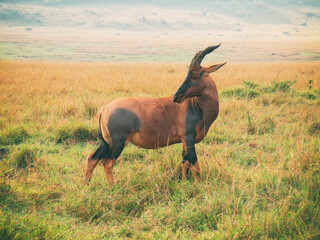 Vintage photography style of Topi antelope, wild life in Maasai Mara National park, Kenya, selected focus.