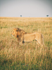 Fototapeta premium Vintage photography style of male lion, wild life in Maasai Mara National park, Kenya, selected focus.
