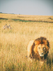 Vintage photography style of male lion, wild life in Maasai Mara National park, Kenya, selected focus.