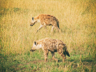 Naklejka na ściany i meble Vintage photography style of Hyena , wild life in Maasai Mara National park, Kenya, selected focus.
