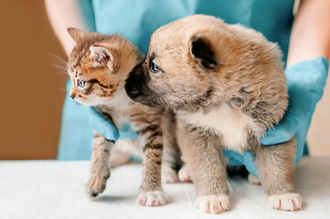 outbred kitten and puppy looking to the side at the veterinarian's appointment