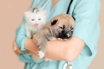 the veterinarian holds a white kitten and a mongrel puppy in his arms while preparing for the...
