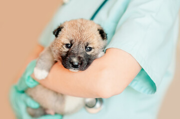veterinarian holding a mongrel puppy in his arms preparing for examination