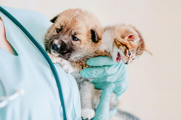 the veterinarian holds a kitten and a mongrel puppy in his arms, preparing for the examination