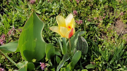 flowers floral background colorful picture beautiful flower generic vegetation summer nature © Vladyslava