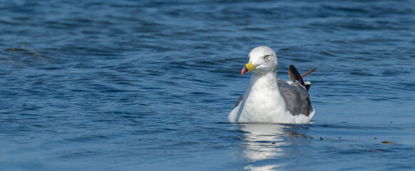 Seagull, portrait of a seagull.