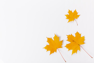 Naklejka na ściany i meble Autumn composition. Frame made of golden autumn maple leaves. Flat lay