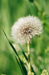 Dandelion on green background