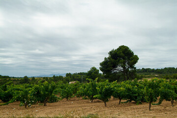 Fototapeta na wymiar Viñedos de la comarca Terra Alta, Tarragona, Cataluña