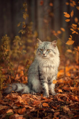 Naklejka na ściany i meble Grey fluffy cat in autumn leaves.