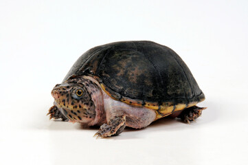 Loggerhead musk turtle // Kleine Moschusschildkröte (Sternotherus minor)
