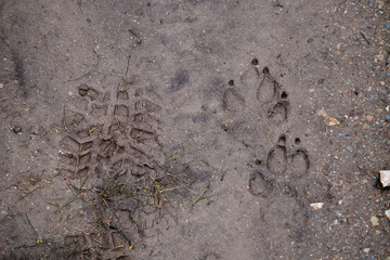 Iberian wolf and boot footprints engraved in the mud