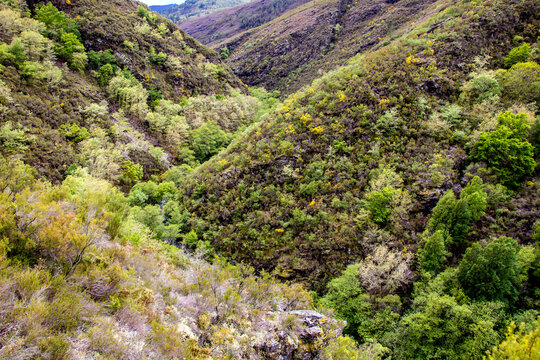 beautiful valley of a meandering river covered with lush forest. Valley of the river Lor. Courel. Folgoso
