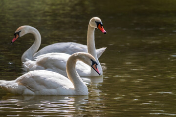 Graceful white Swans swimming in the lake, swans in the wild