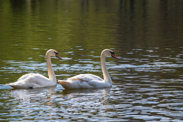Two graceful white swans swim in the dark water.