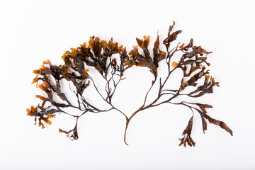 Fucus seaweed isolated on white background. Baltic sea. Latvia,