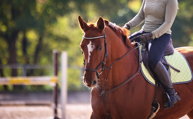 Horse dressage with rider in profile from diagonally front, focus on the horse's head..