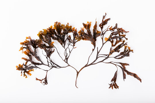 Fucus seaweed isolated on white background. Baltic sea. Latvia,