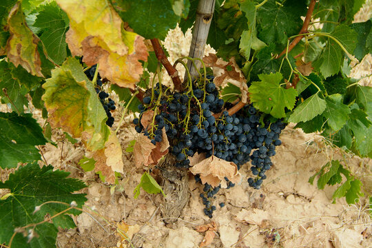 Viñedos la comarca con D.O. Terra Alta, Tarragona, Cataluña