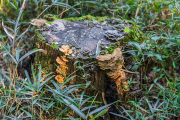 多種類のキノコが出た一本の切り株／サルノコシカケ科（ Polyporaceae）