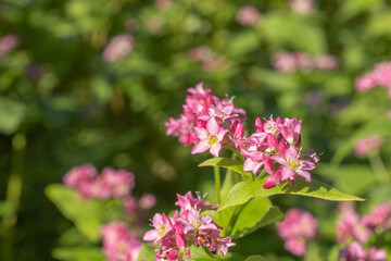 ピンクのアカソバ(Fagopyrum esculentum)をクローズアップ