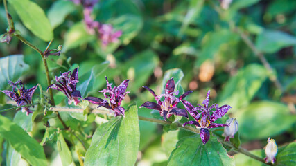 日陰に咲く紫色のホトトギス（Tricyrtis hirta）をクローズアップ