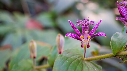 紫色のホトトギス（Tricyrtis hirta）の花をクローズアップ