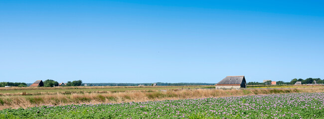 field with purple potatoe flowers under blue sky on dutch island of texel