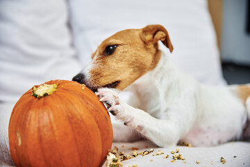 Jack Russell terrier dog gnaw orange pumpkin. Funny pet.