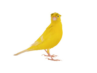 crested canary isolated on white background