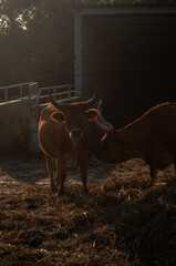 Vacas