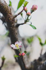 Fototapeta premium close-up of apple blossoms on fruit tree outdoor in sunny vegetable garden