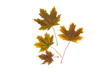 Colored autumn maple leaves on a white background.