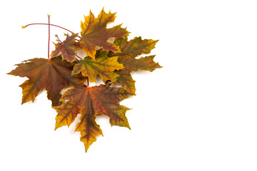 Colored autumn maple leaves on a white background.
