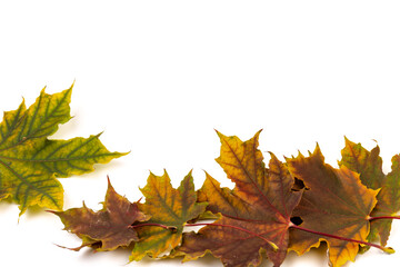 Colored autumn maple leaves on a white background.