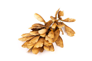 Ripe seeds of Amur maple, Acer ginnala, isolated on white background